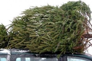 Come-fare-a-conservare-un-albero-di-Natale-vero