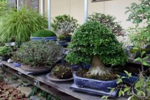 Come-fare-a-curare-un-bonsai-a-casa