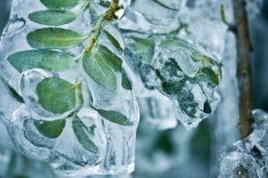 Come-proteggere-le-piante-dalla-neve